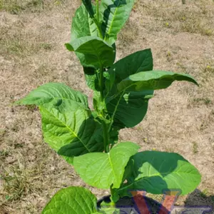 Cuban Criollo Tobacco