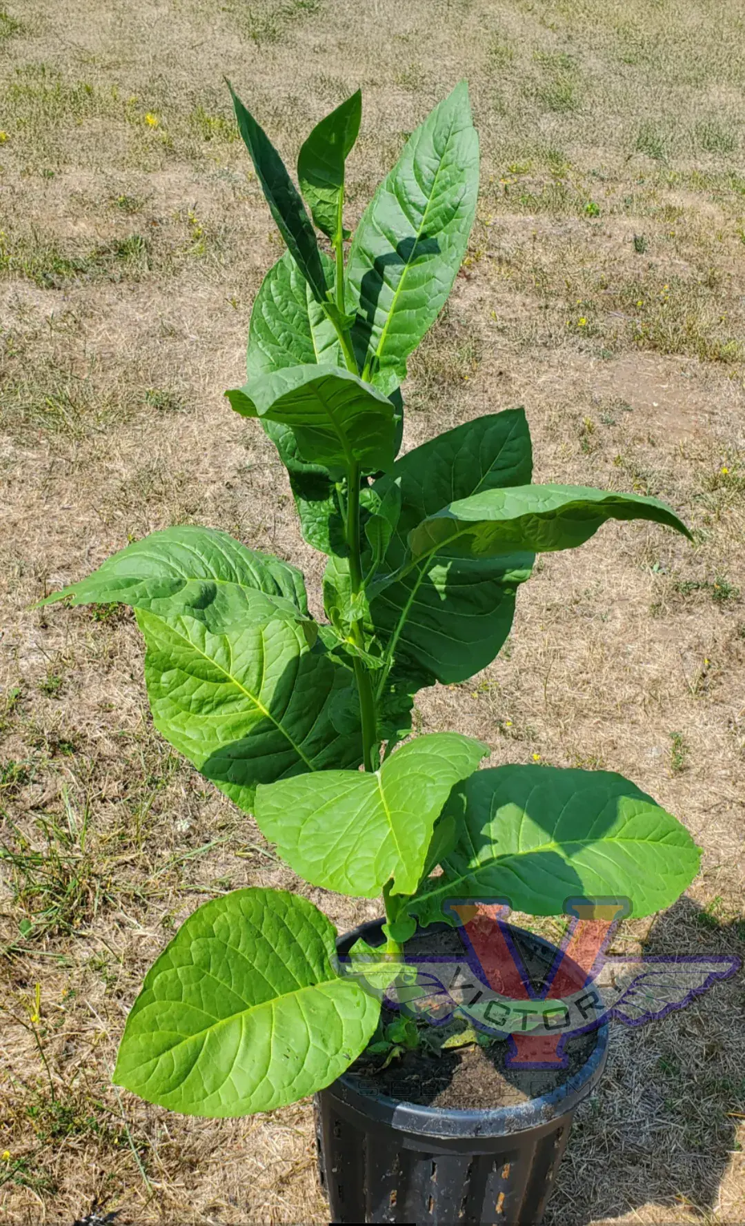 Cuban Criollo Tobacco