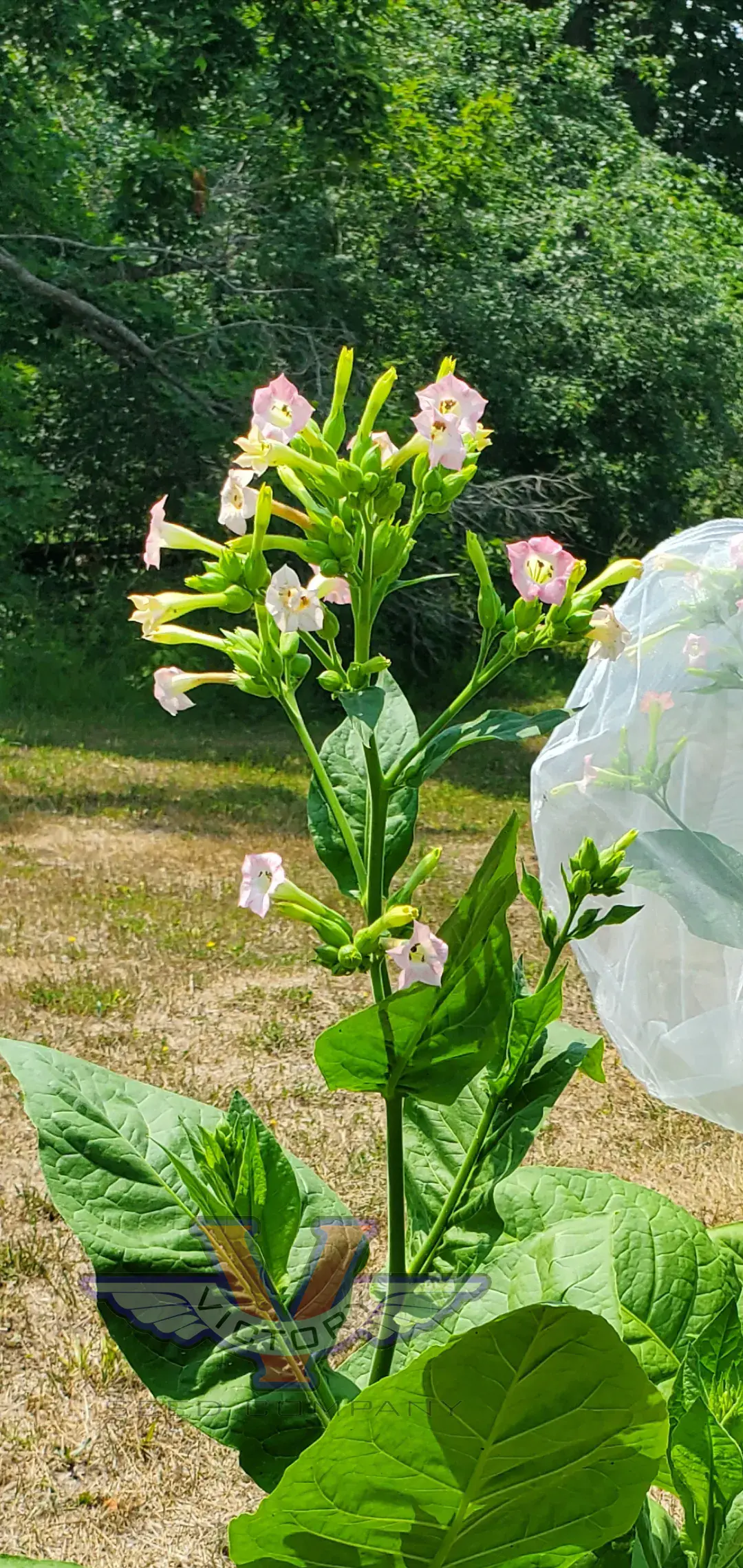 Cuban Criollo Tobacco