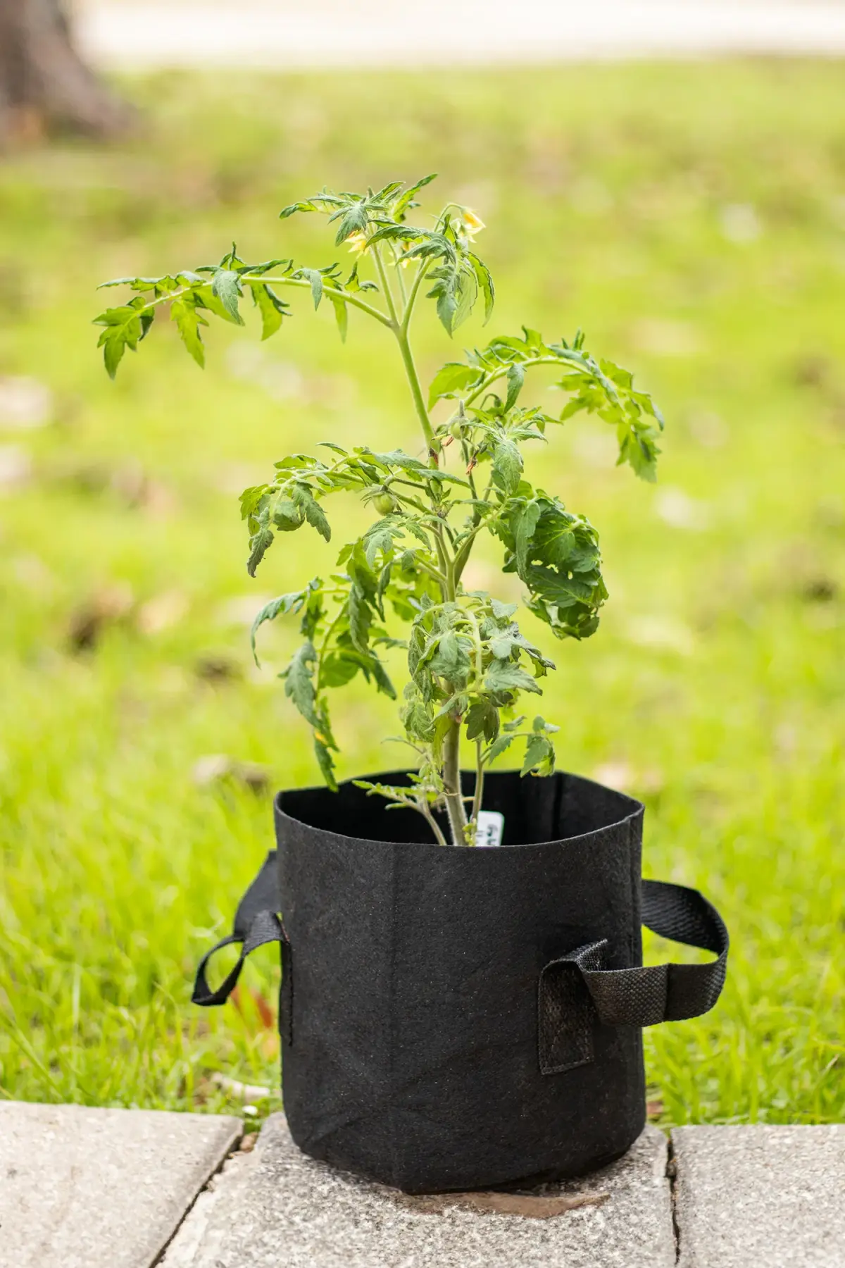 Fabric Cloth Grow Bags (5 pack)