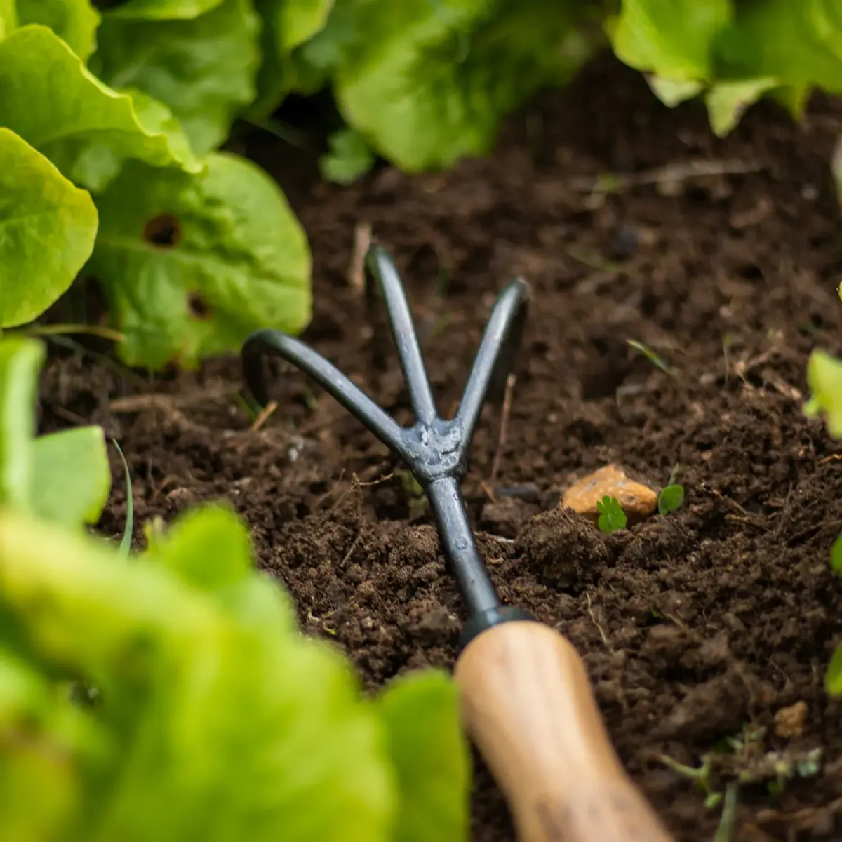 DeWit 3-Tine Hand Cultivator