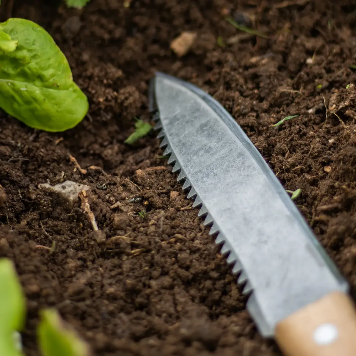 DeWit Serrated Farmer Dagger