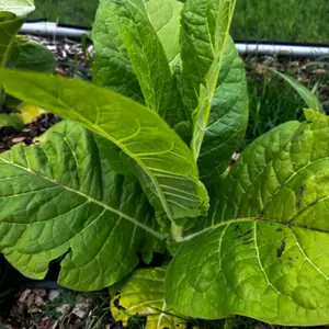 KT 204 LC Burley Tobacco