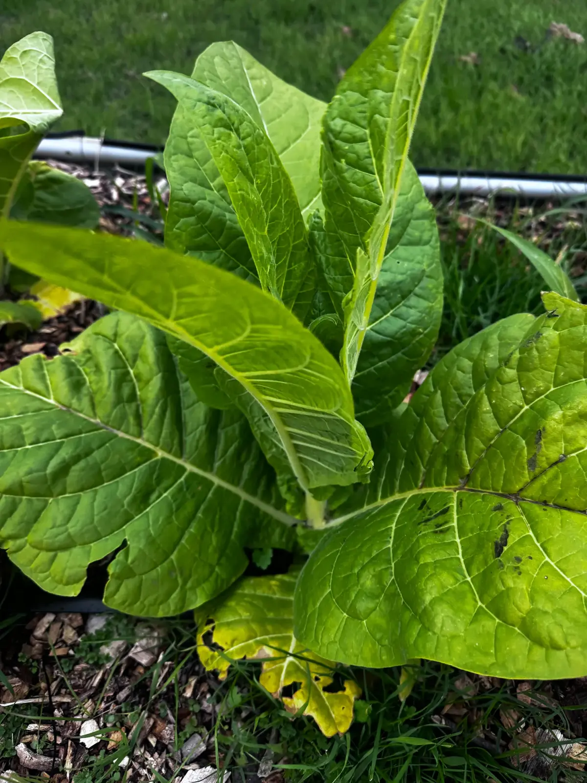 KT 204 LC Burley Tobacco