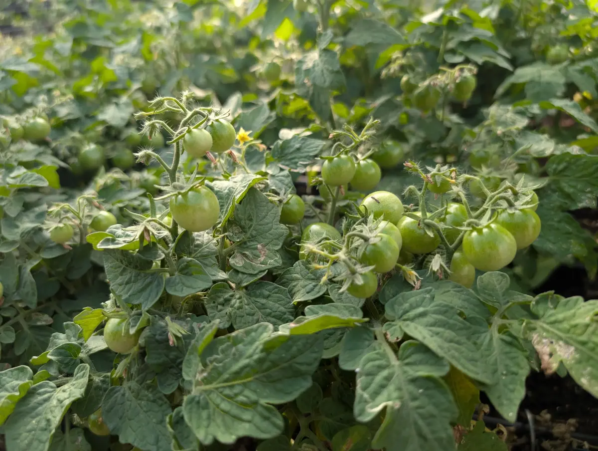 Bonsai Micro Dwarf Tomato