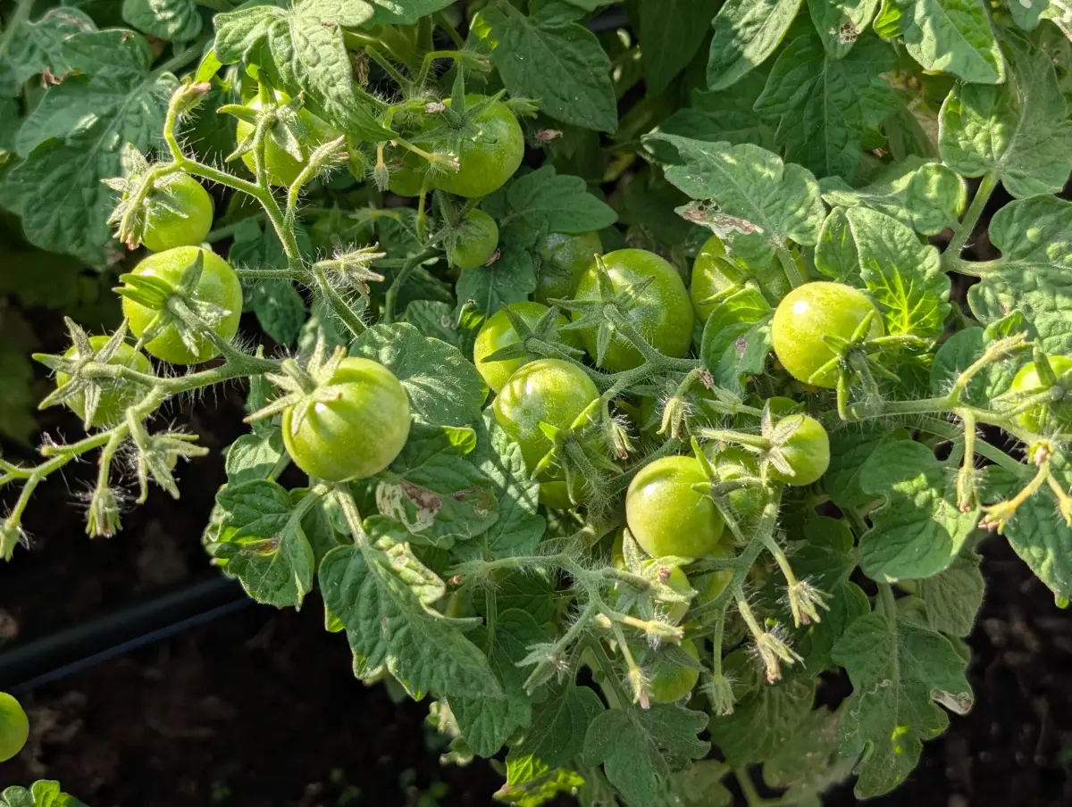 Bonsai Micro Dwarf Tomato