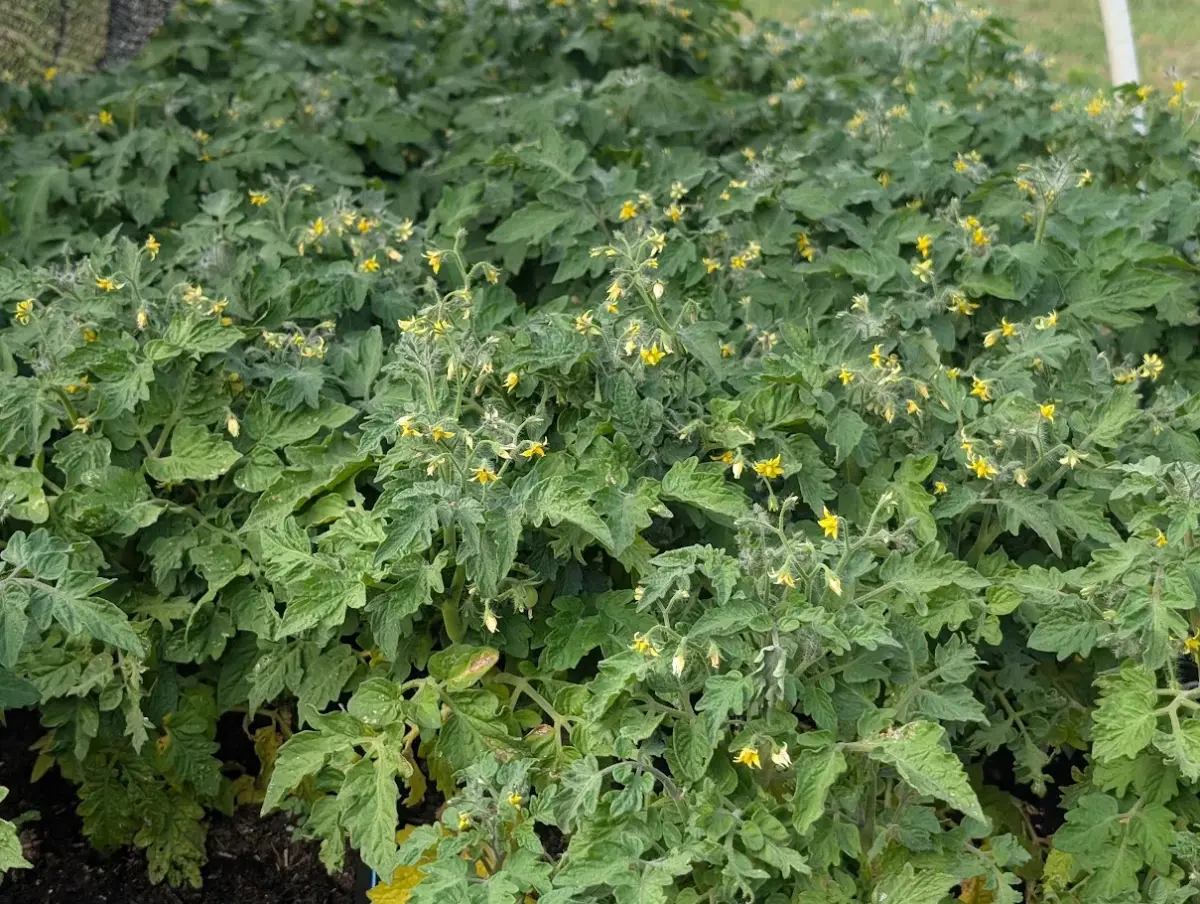 Bonsai Micro Dwarf Tomato