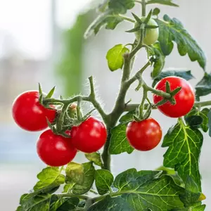 Pigmy Micro Dwarf Tomato