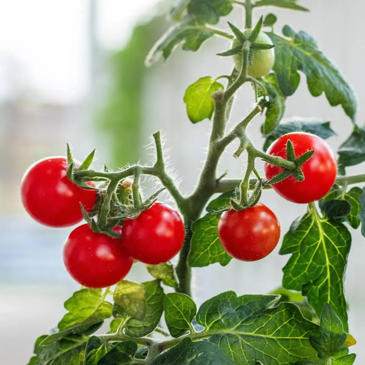 Pigmy Micro Dwarf Tomato
