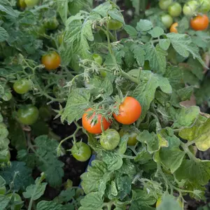 Bonsai Micro Dwarf Tomato