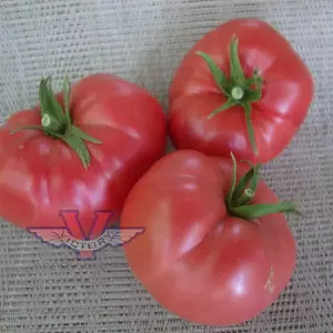 Mortgage Lifter Tomato (Radiator Charlie's Mortgage Lifter)