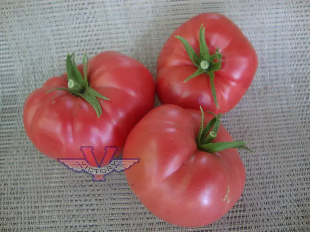 Mortgage Lifter Tomato (Radiator Charlie's Mortgage Lifter)