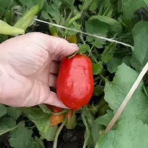 Schiavone Italian Paste Tomato