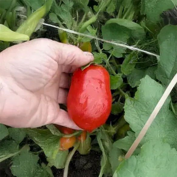 Schiavone Italian Paste Tomato