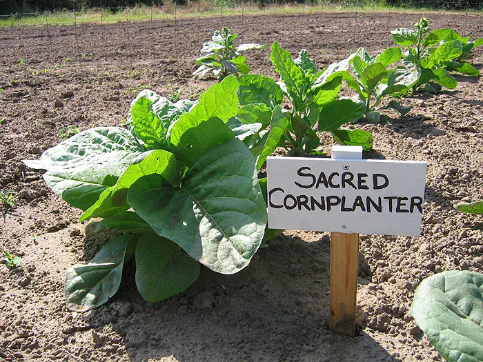 Sacred Cornplanter Tobacco