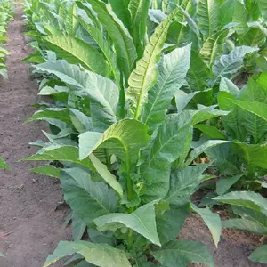 Tennessee Red Leaf Tobacco