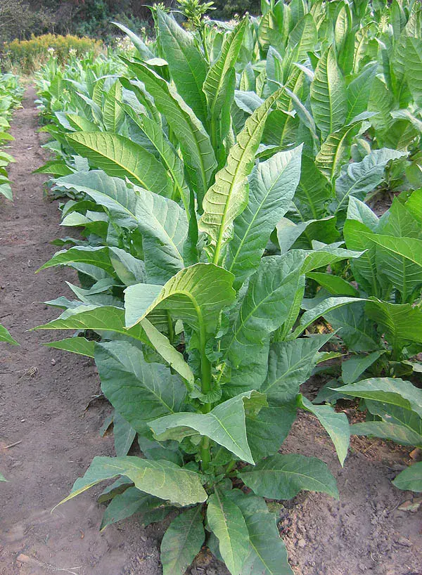 Tennessee Red Leaf Tobacco