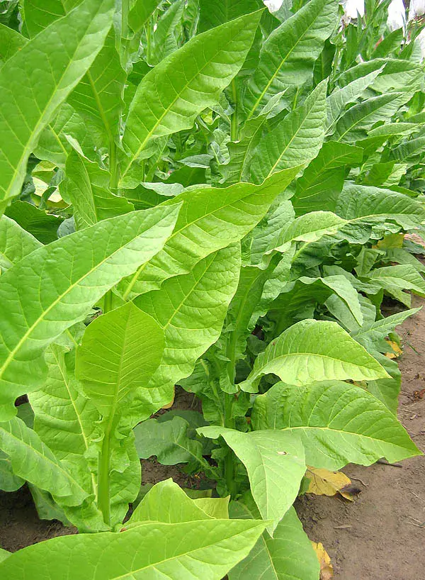 Tennessee Red Leaf Tobacco