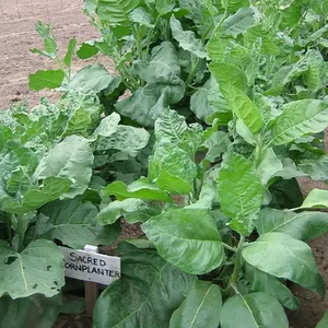 Sacred Cornplanter Tobacco