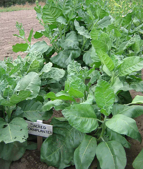 Sacred Cornplanter Tobacco