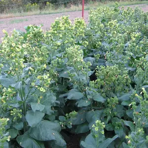 Sacred Wyandot Rustica Tobacco