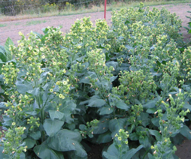 Sacred Wyandot Rustica Tobacco