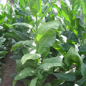 Piloto Cubano PR Broad Tobacco