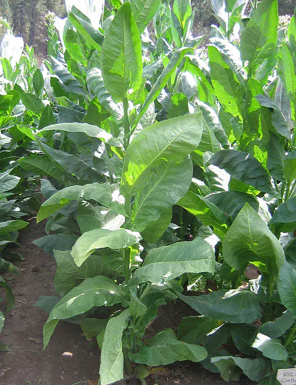 Piloto Cubano PR Broad Tobacco