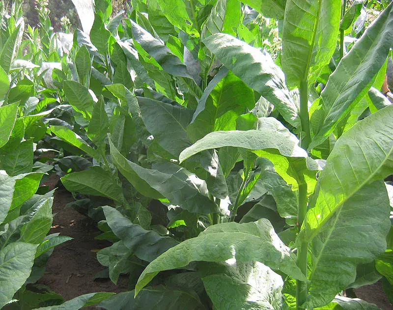 Piloto Cubano PR Broad Tobacco