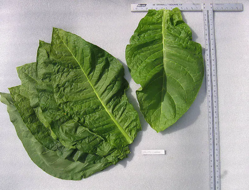 Piloto Cubano PR Broad Tobacco