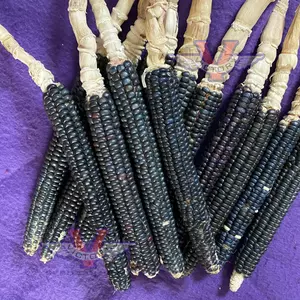 Blue Mesa Maize Flour Corn - 12 Row