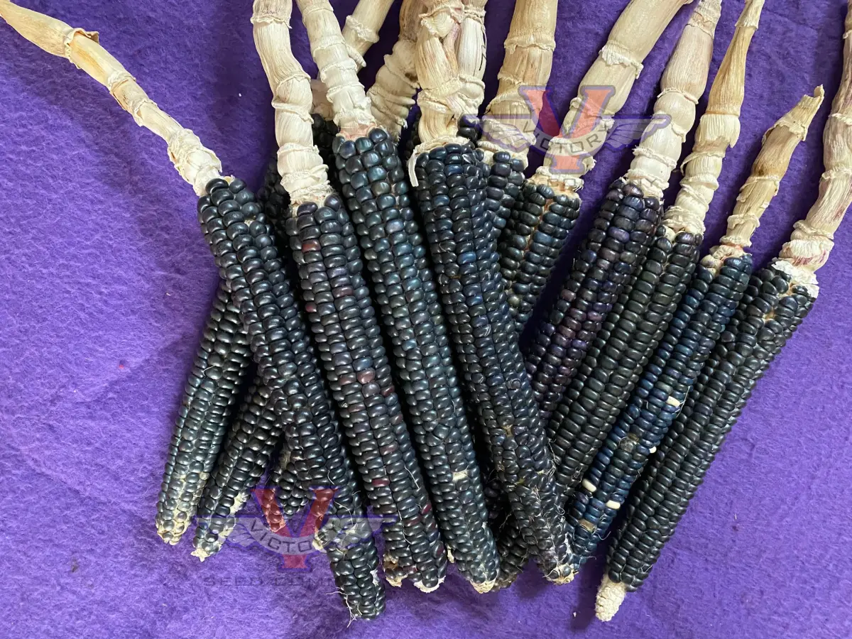 Blue Mesa Maize Flour Corn - 12 Row