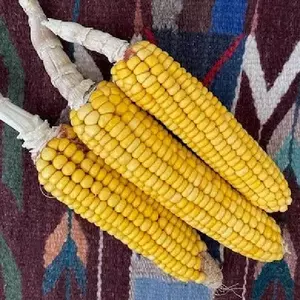 Homestead Hero Flour Corn