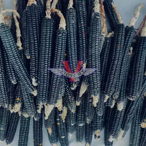 Blue Mountain Flint Corn - 12 Row