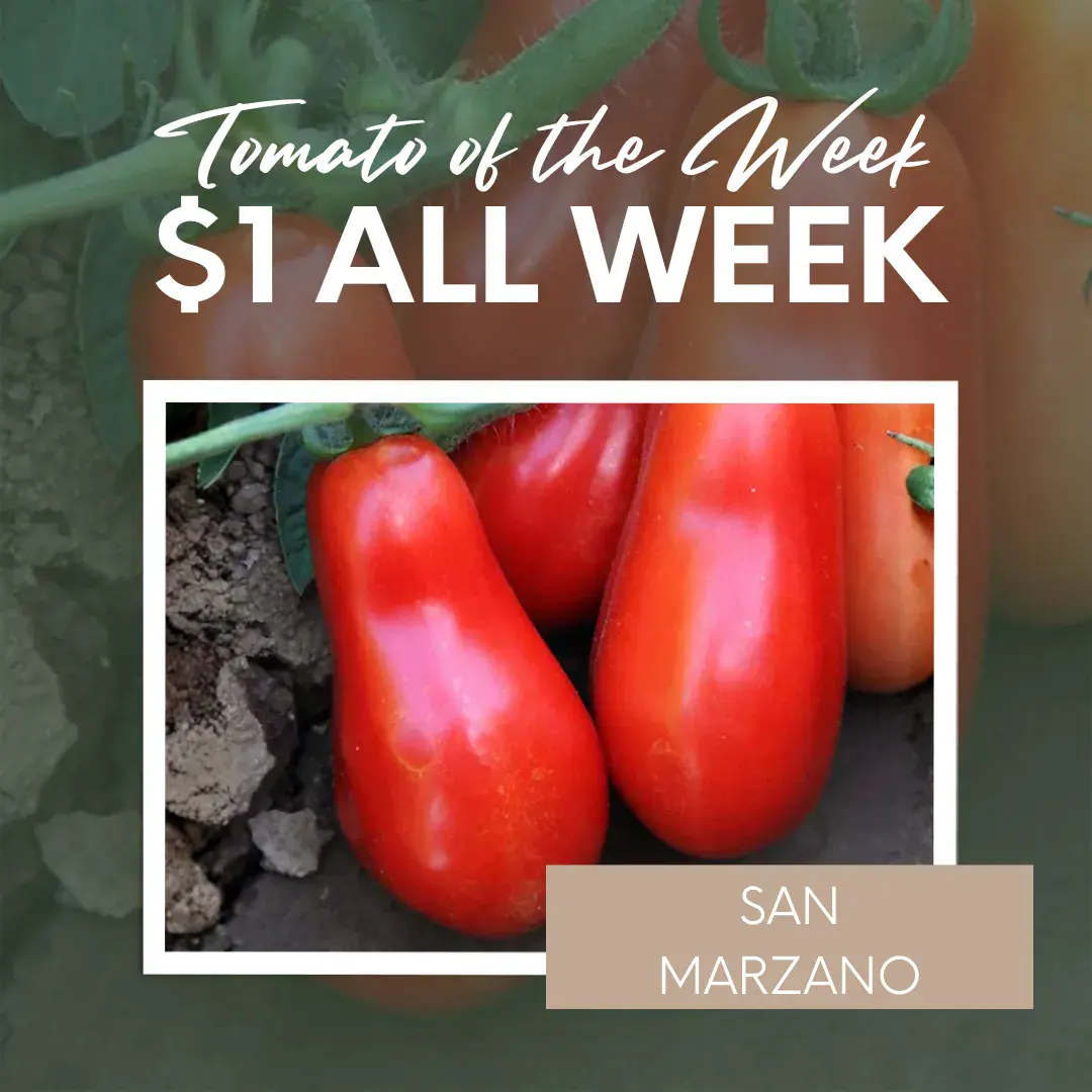 (Tomato of the Week) San Marzano Tomato