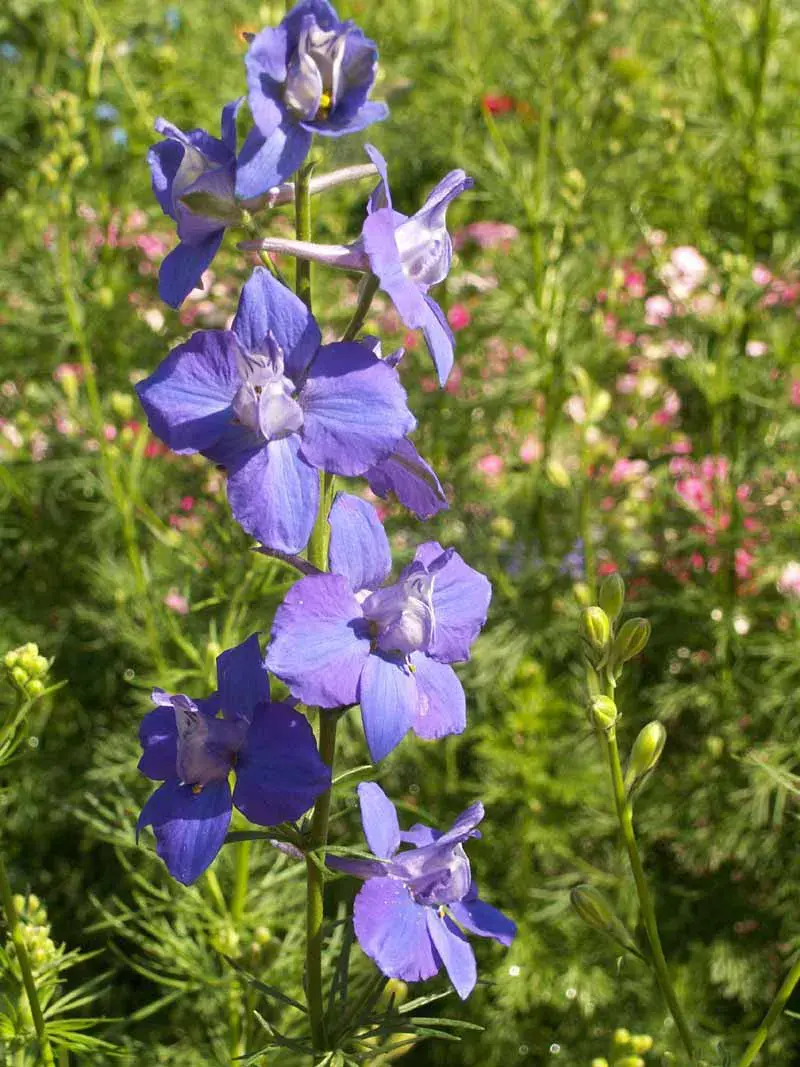 Rocket Larkspur