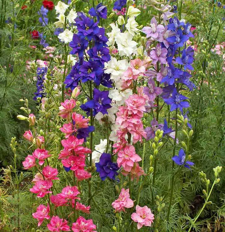 Rocket Larkspur