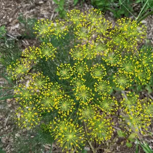 Bouquet Dill