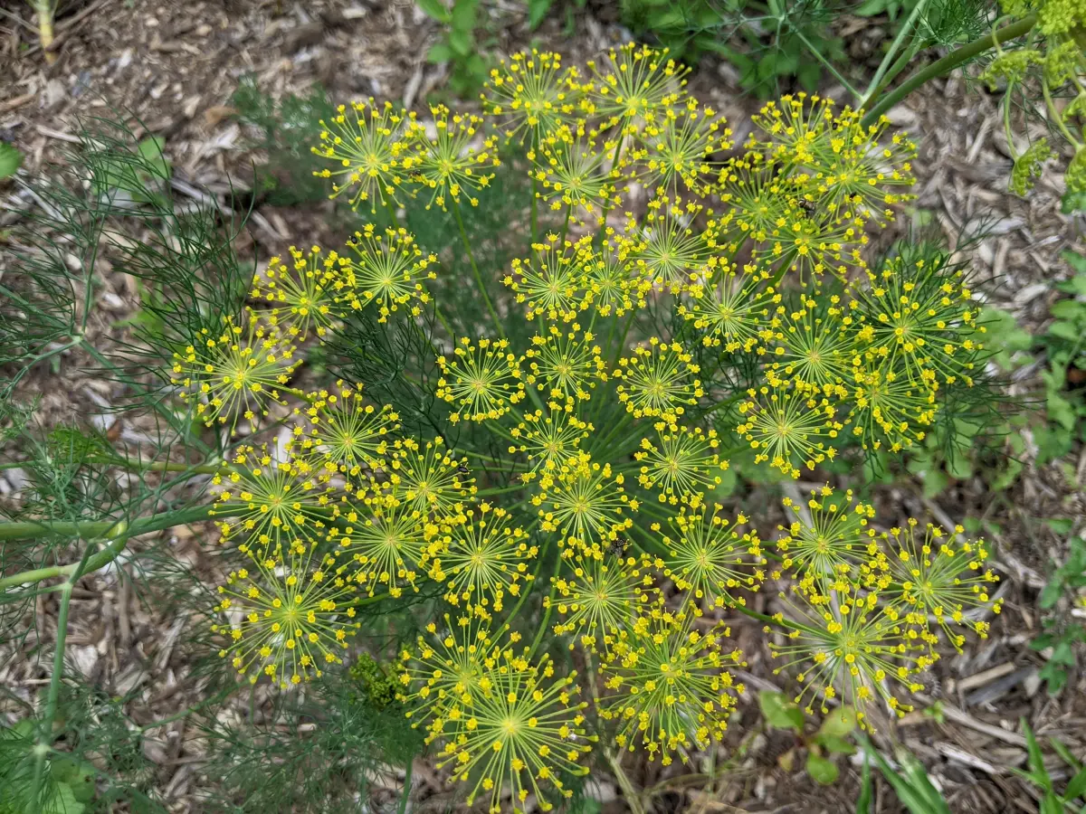 Bouquet Dill