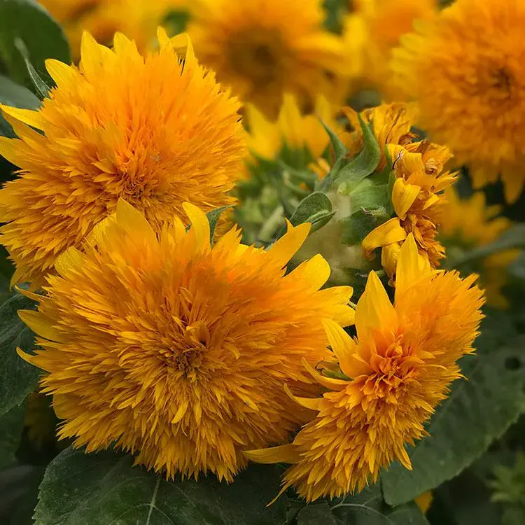 Goldy Double Sunflower