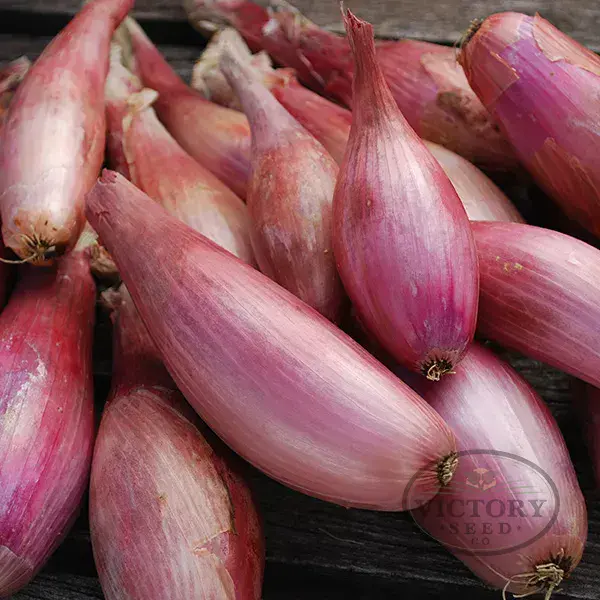 Zebrune Shallot