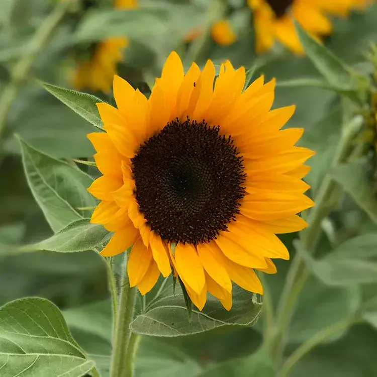 Zohar F1 Sunflower