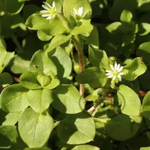 Chickweed Seed