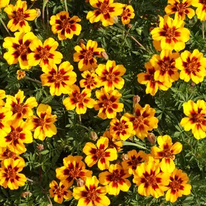 French Marigold 'Naughty Marietta'