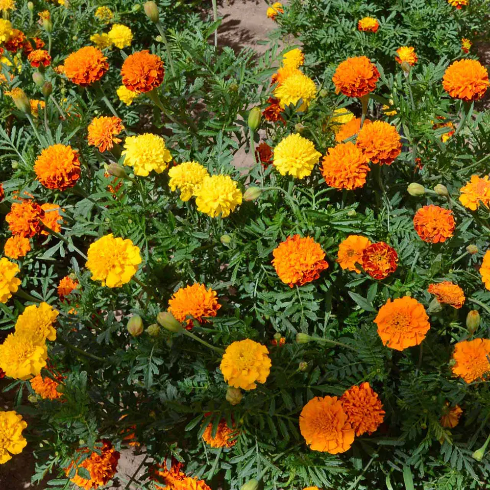 French Marigold 'Petite Mix'