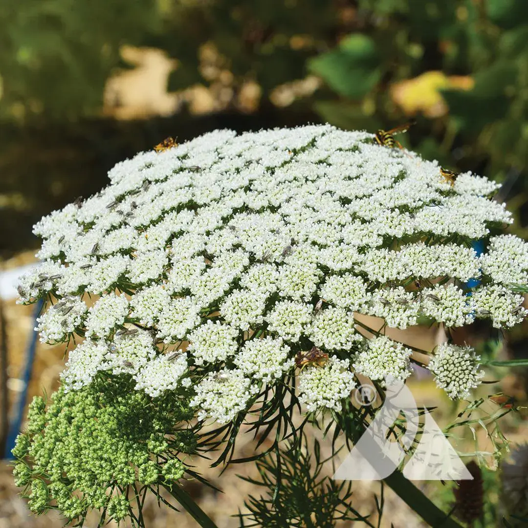 Ammi 'Green Mist'