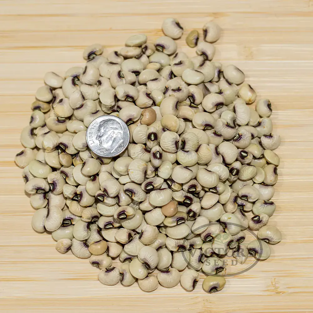 Coronet Southern Pea (Improved Pinkeye Purplehull)