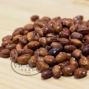 Borlotto (Borlotti) Italian Garden Bean