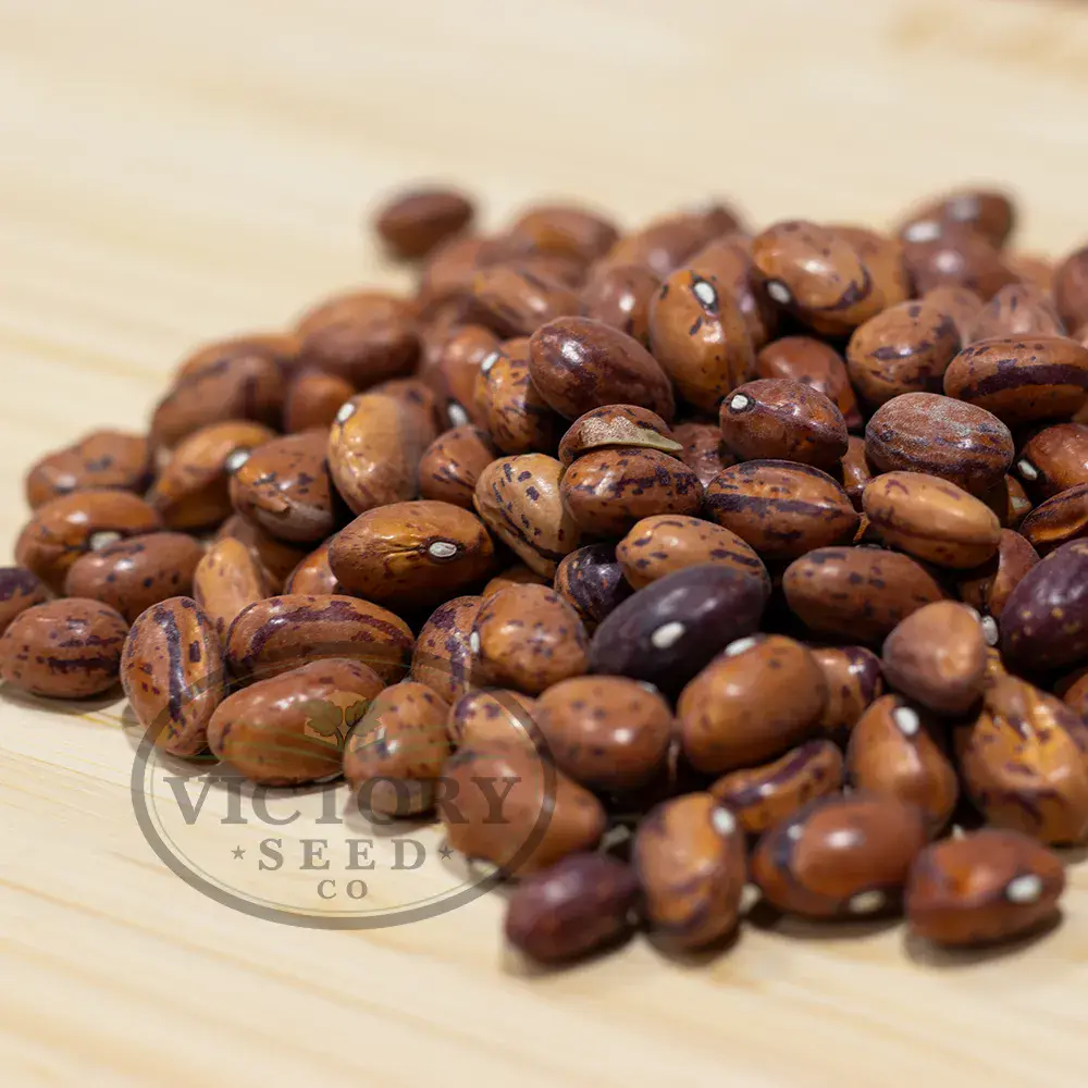 Borlotto (Borlotti) Italian Garden Bean