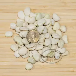 Burpee Improved Bush Lima Bean